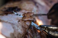 Garden party / Sabrage party